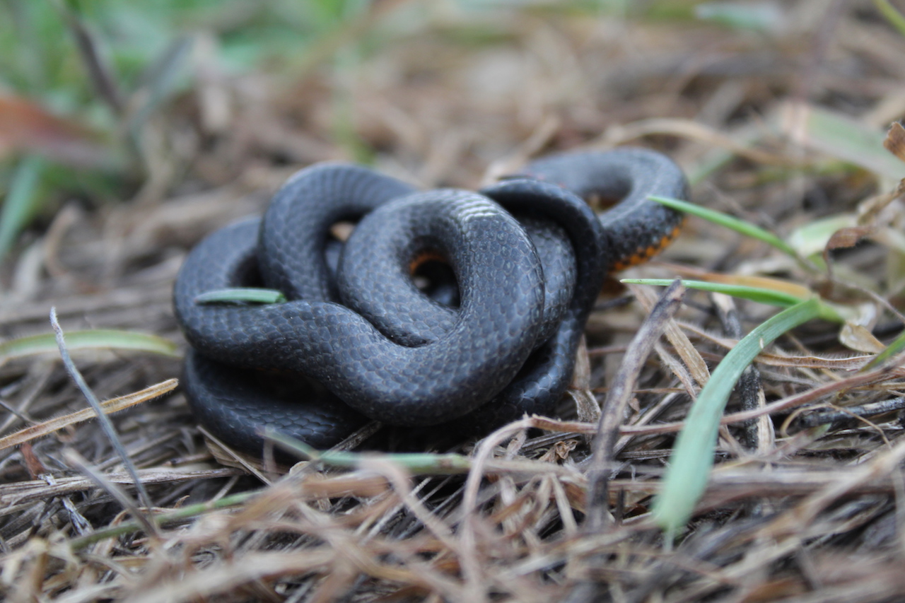 Pacific Ring-necked Snake