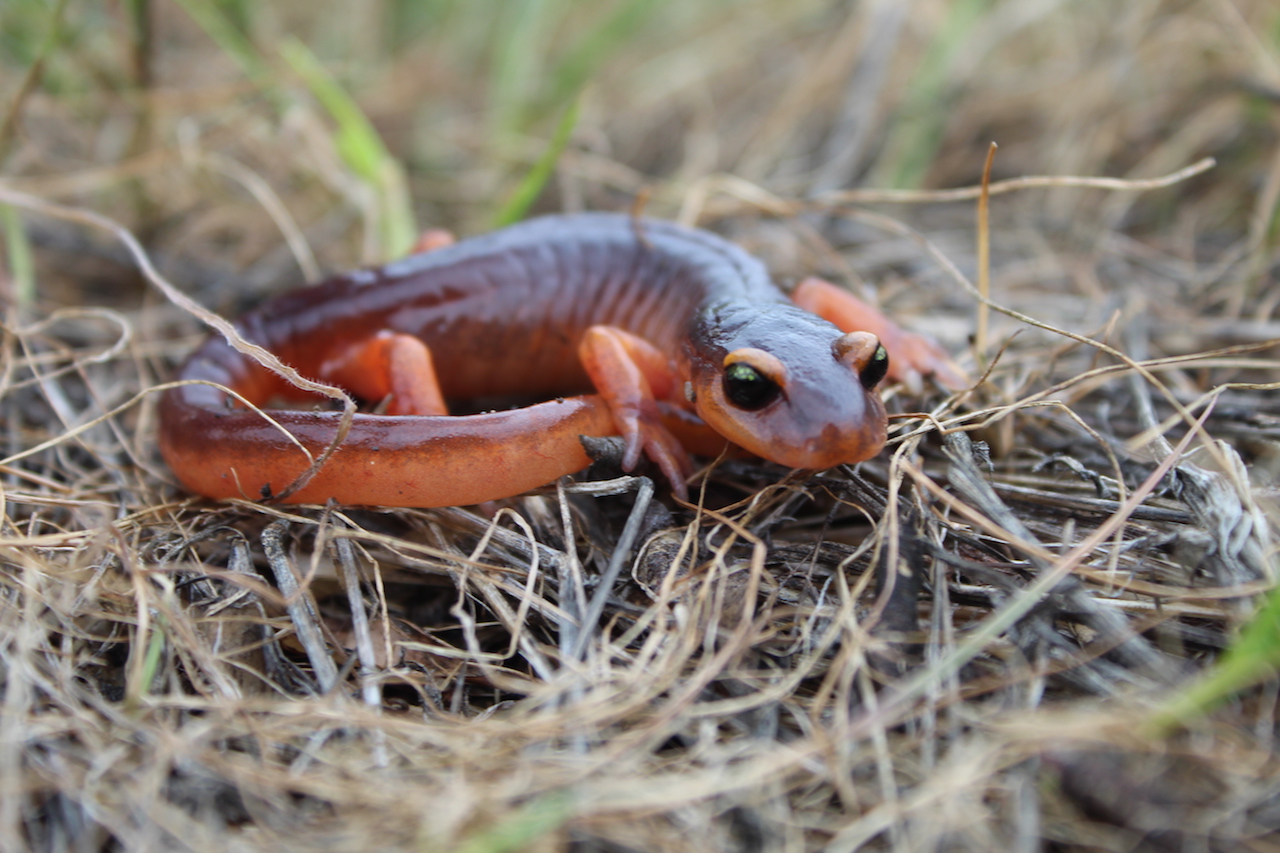 Yellow-Eyed Ensatina