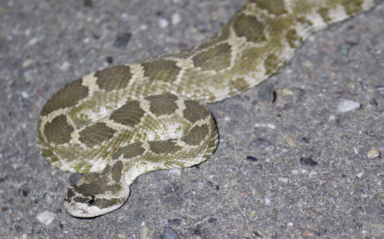 Northern Pacific Rattlesnake