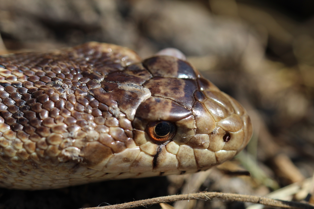 Pacific Gophersnake