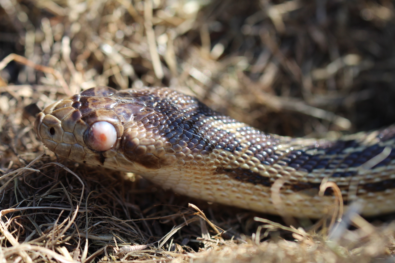 Pacific Gophersnake