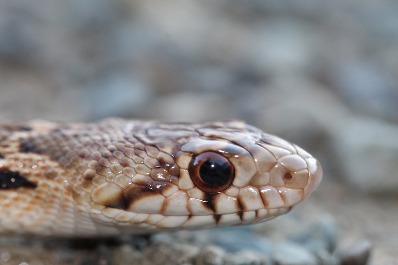 Pacific Gophersnake