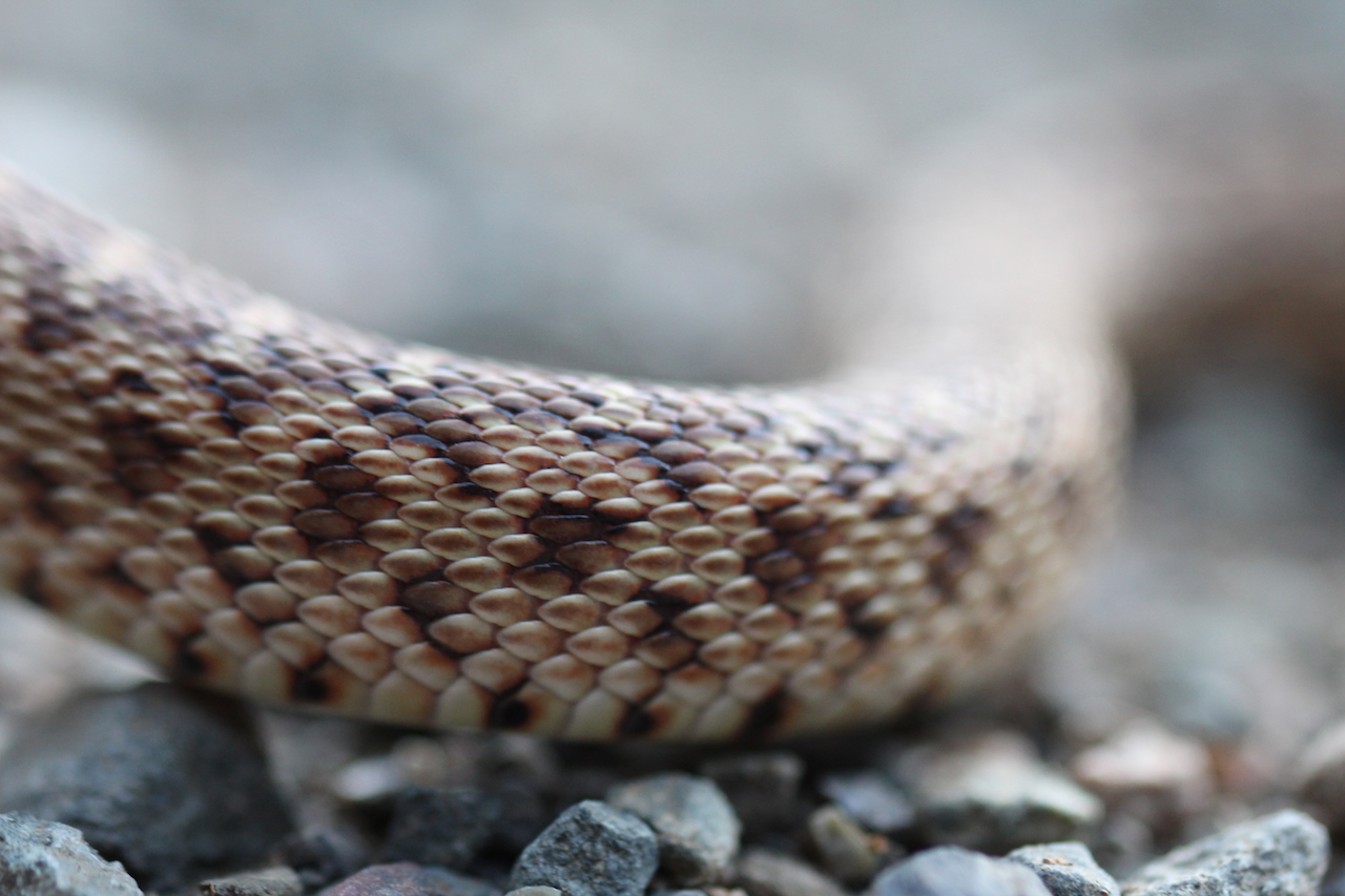 Pacific Gophersnake