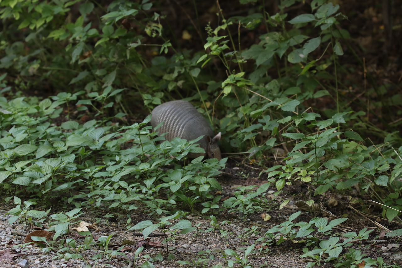 Armadillo