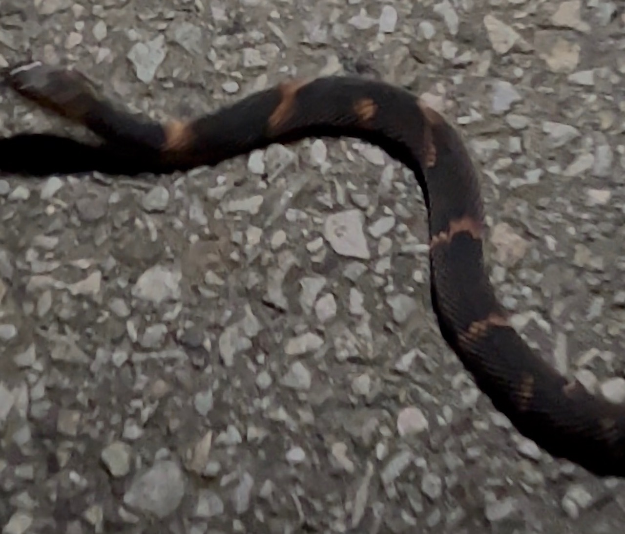 Broad-banded Watersnake