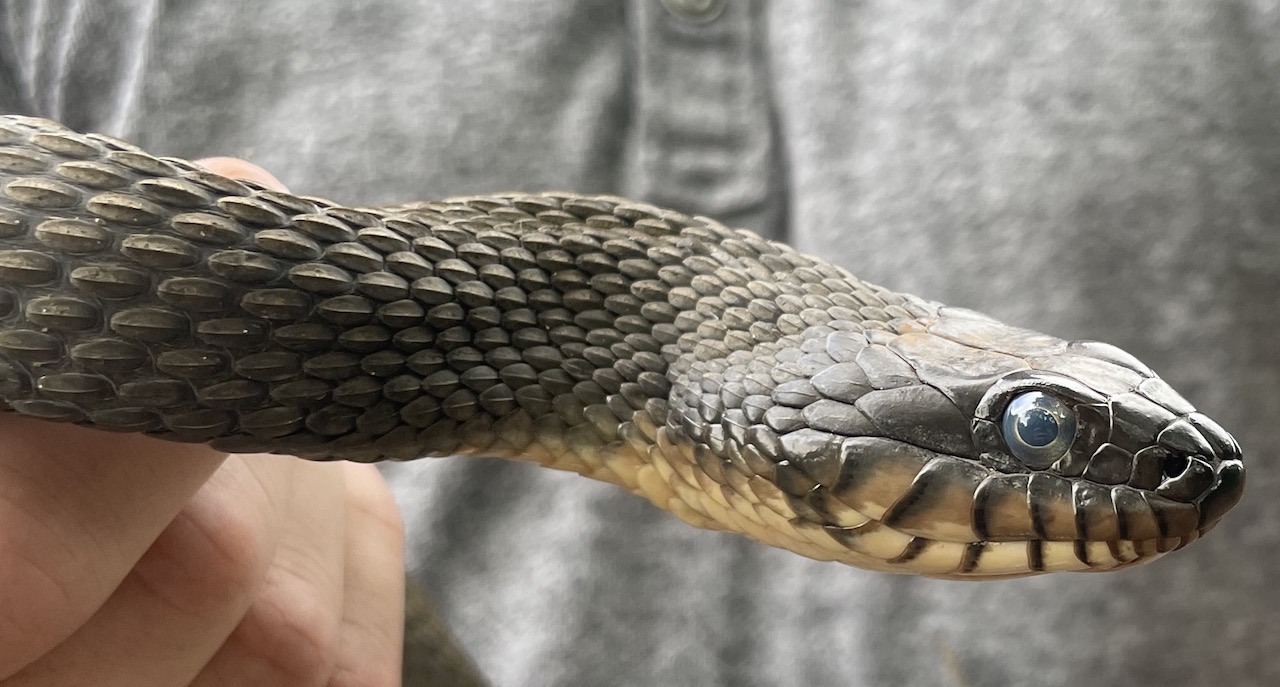 Plain Bellied Watersnake