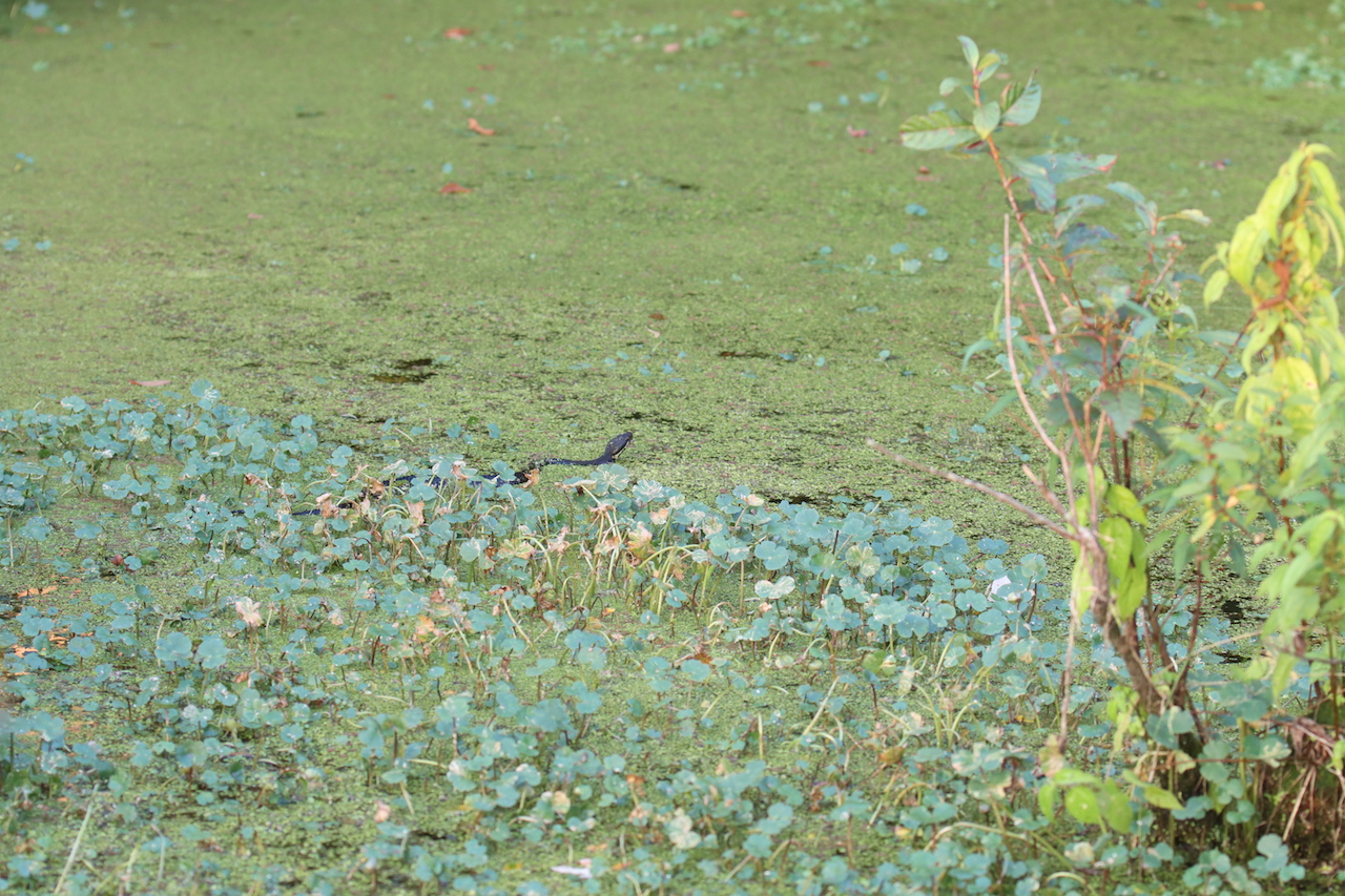 Western Cottonmouth