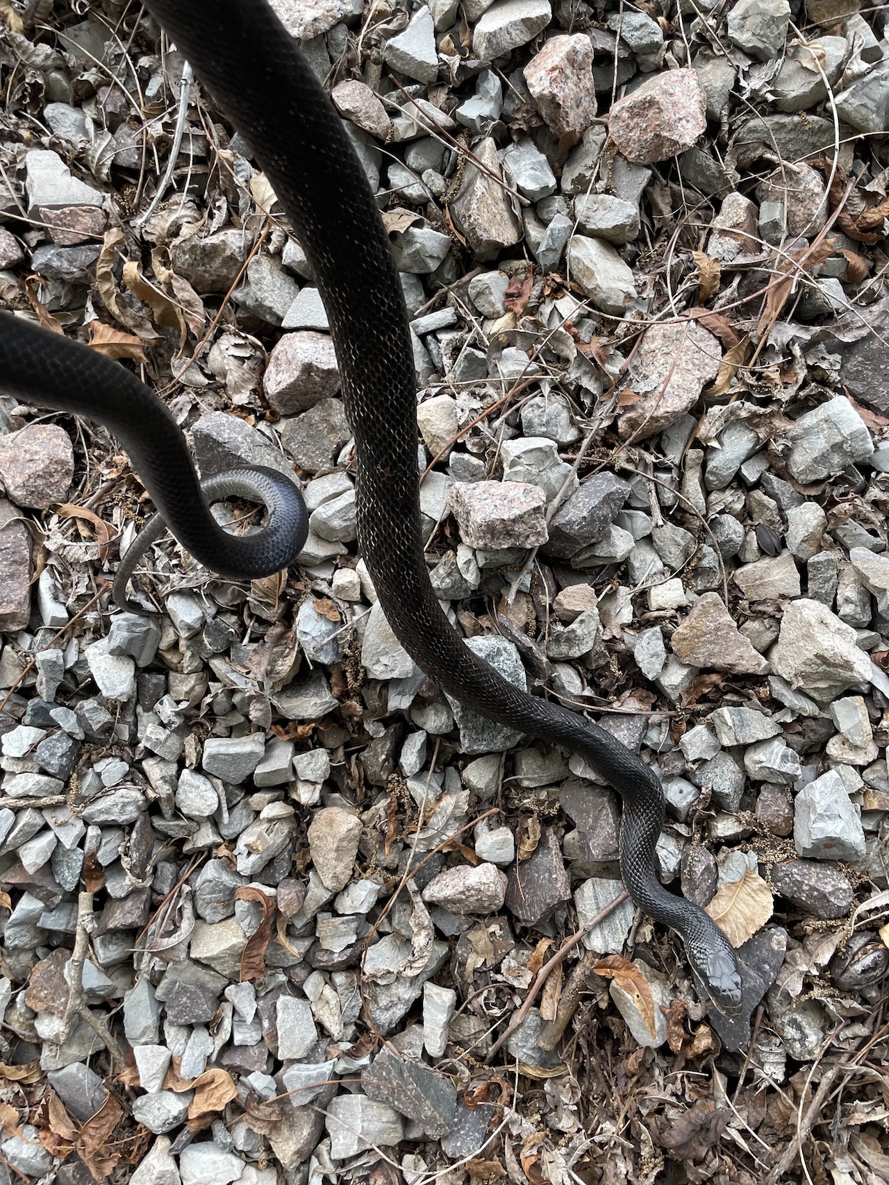 Western Ratsnake