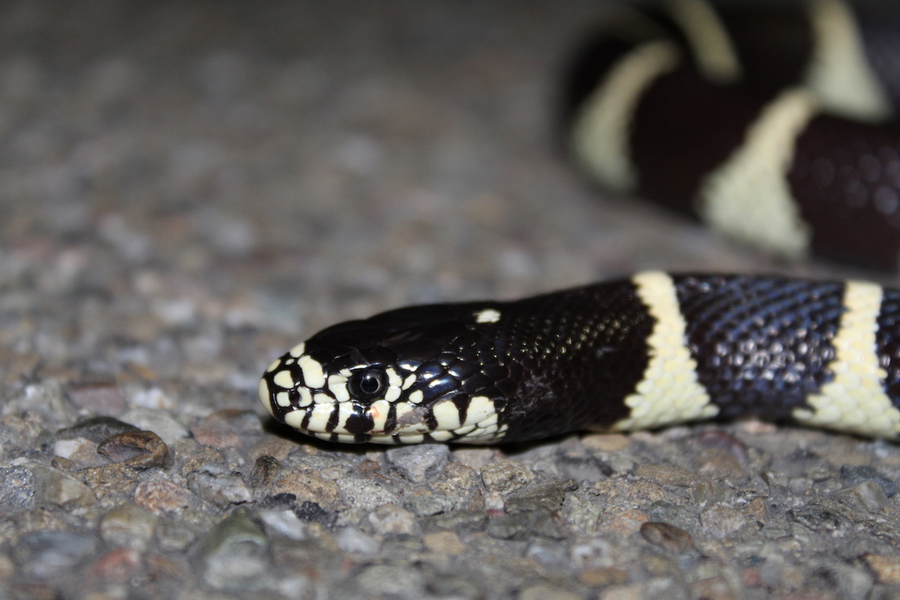 California Kingsnake