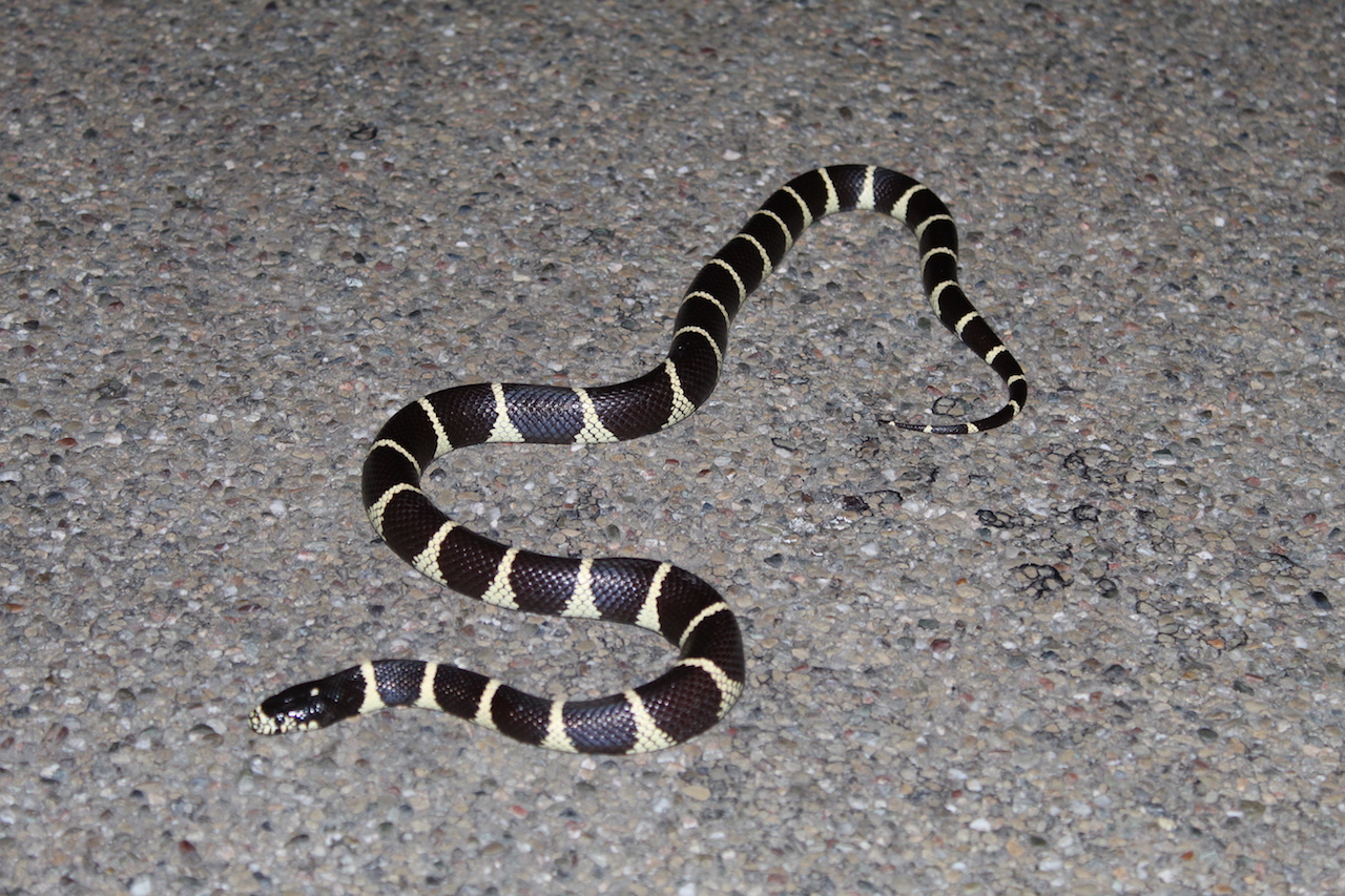 California Kingsnake