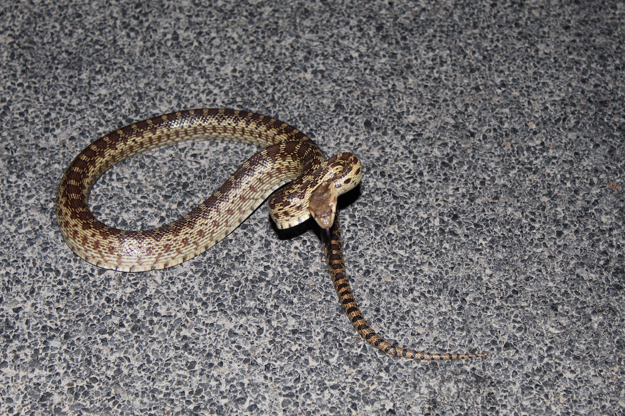 Pacific Gophersnake