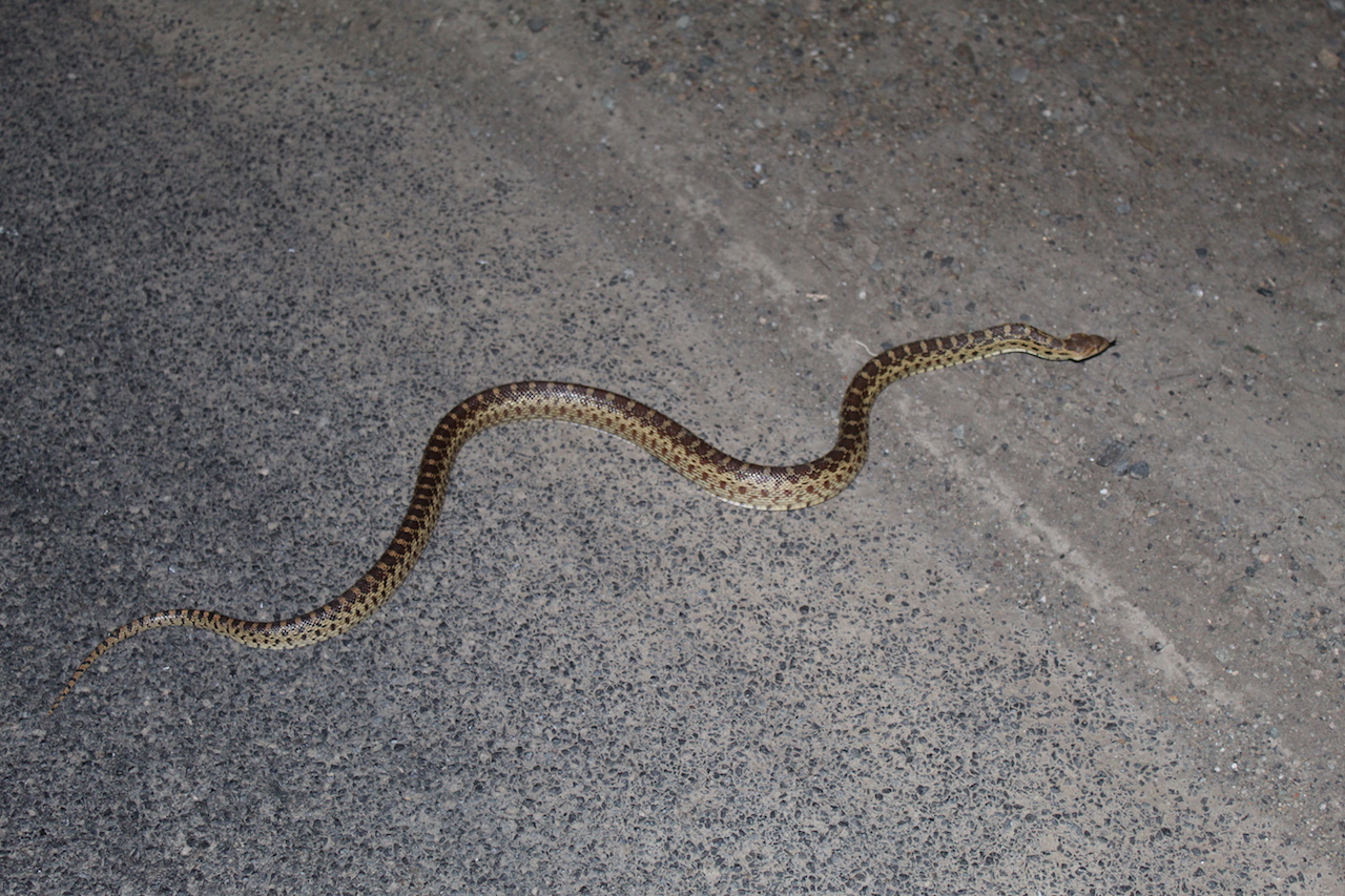 Pacific Gophersnake