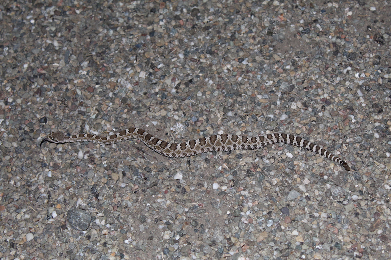 Northern Pacific Rattlesnake