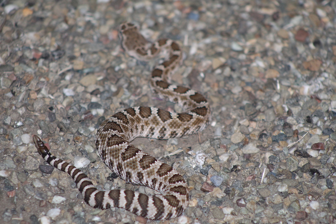 Northern Pacific Rattlesnake