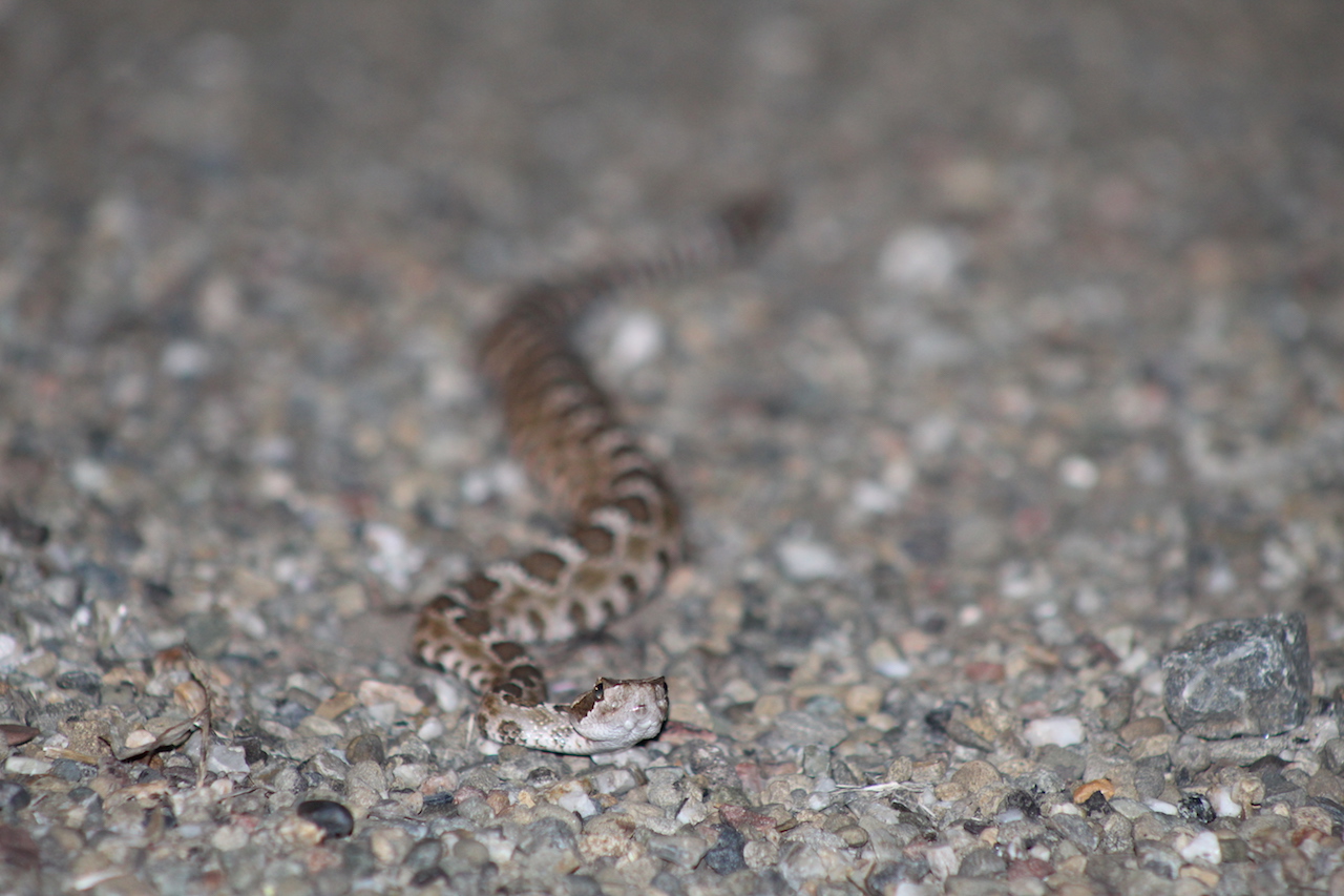 Northern Pacific Rattlesnake