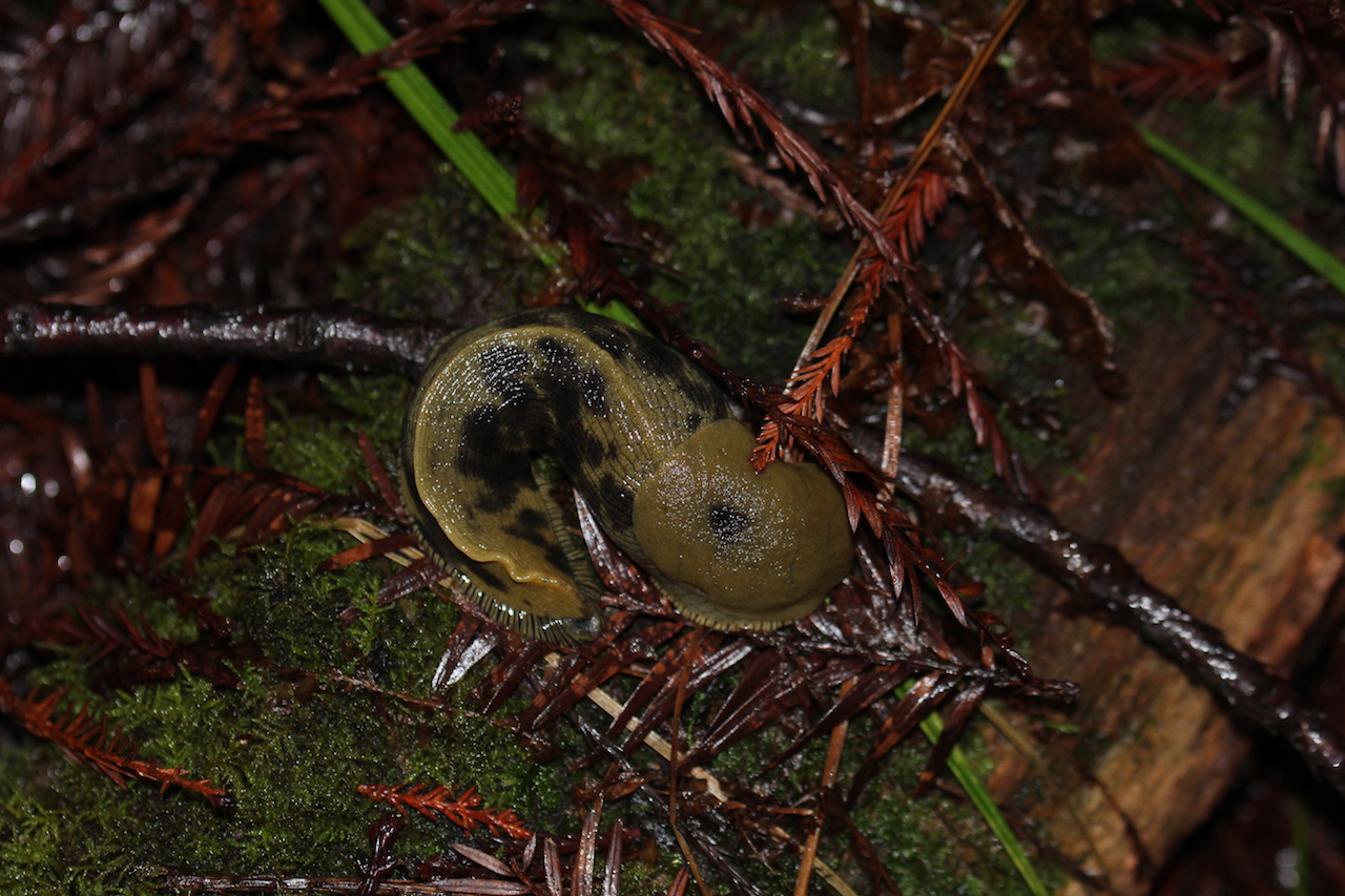 Banana Slug