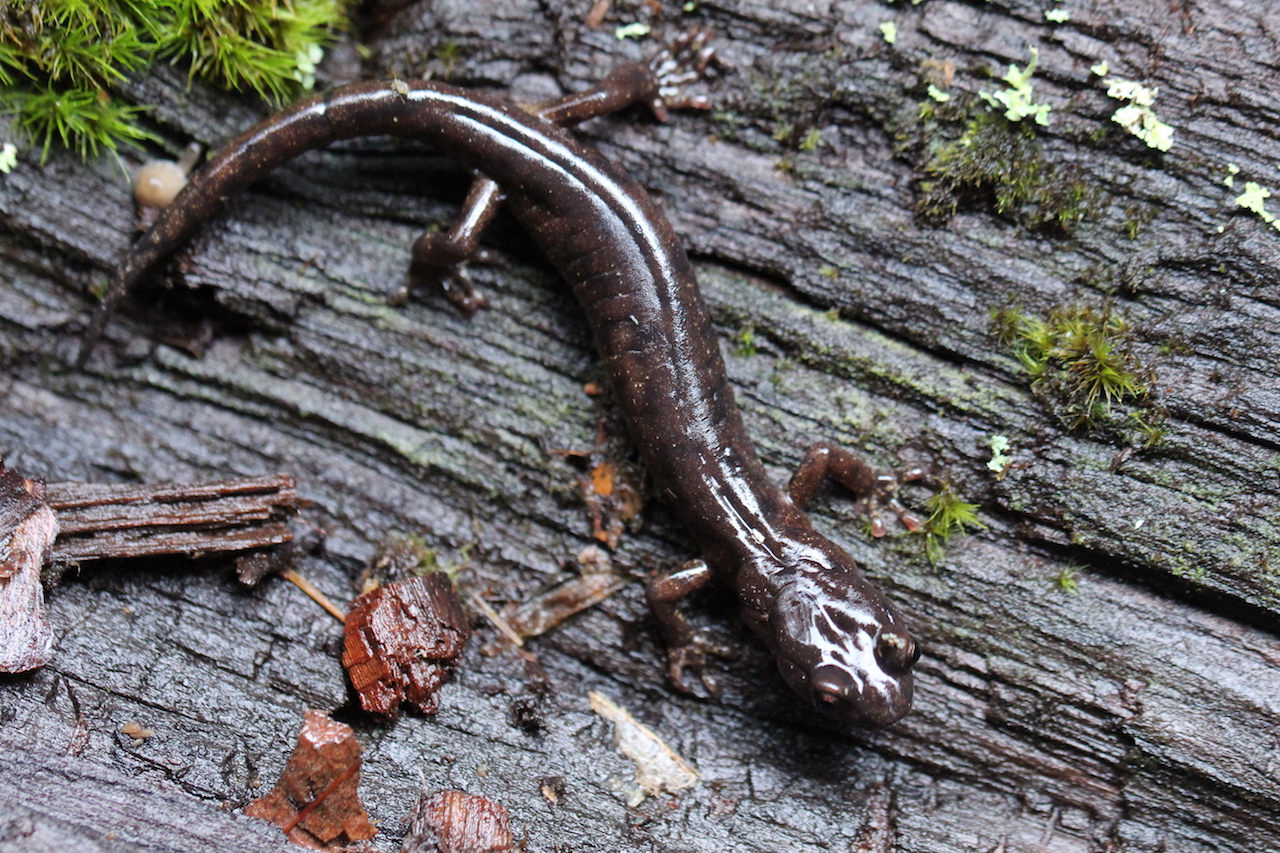 Northwestern Salamander