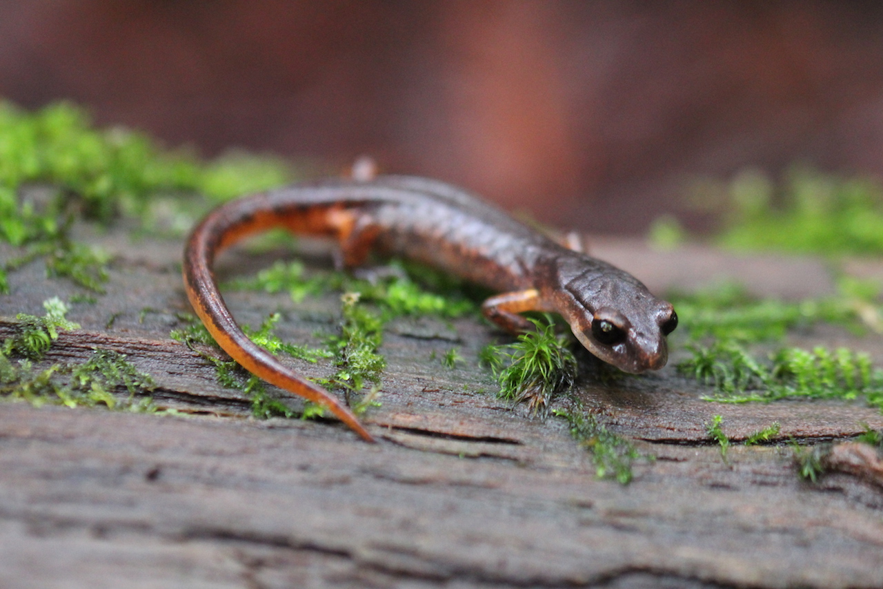 Oregon Ensatina