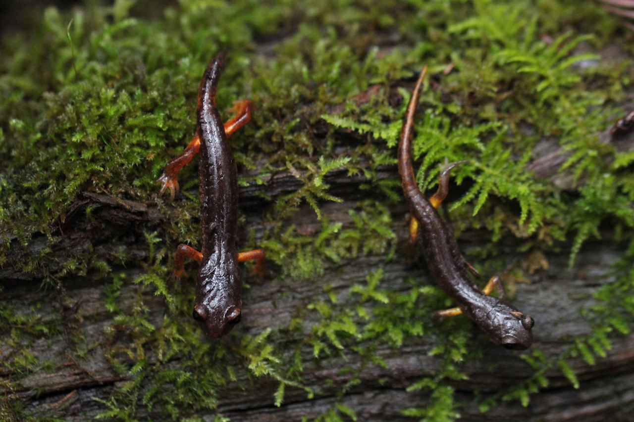 Oregon Ensatina