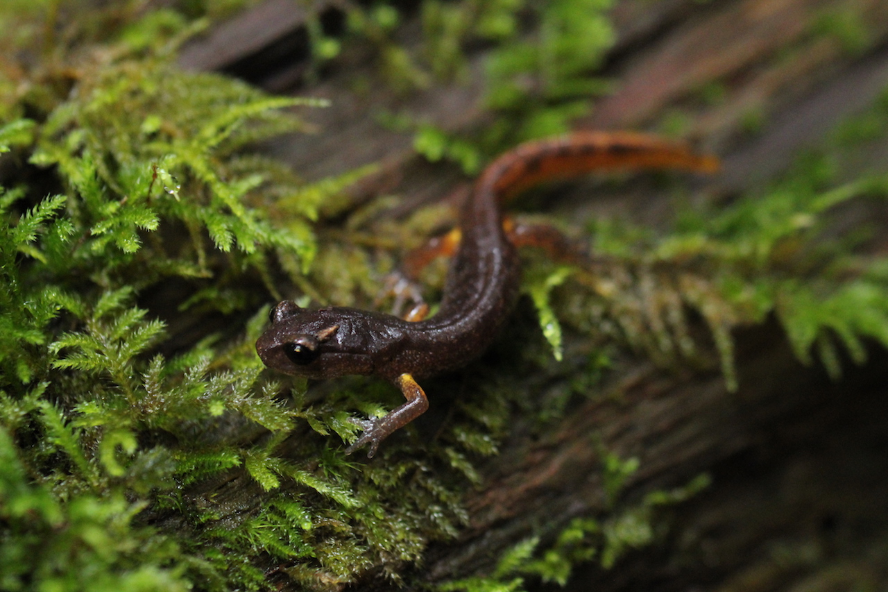 Oregon Ensatina