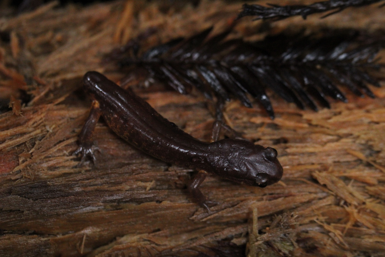 Oregon Ensatina