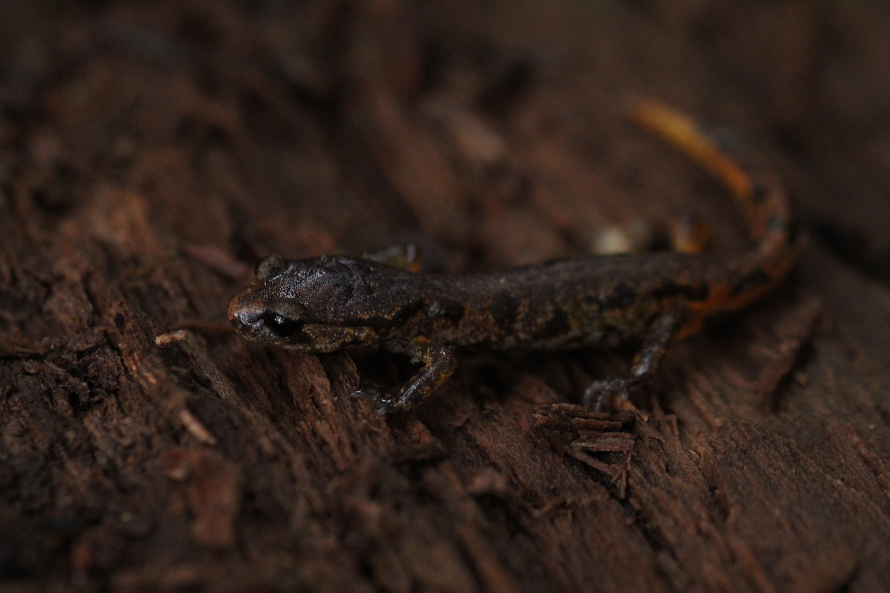 Painted Ensatina