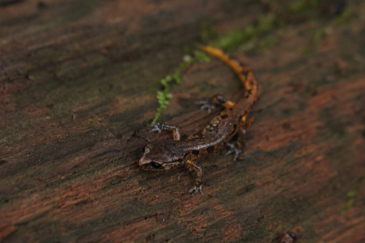 Painted Ensatina