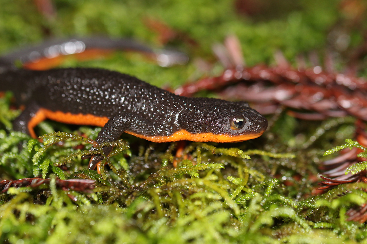 Rough-Skinned Newt