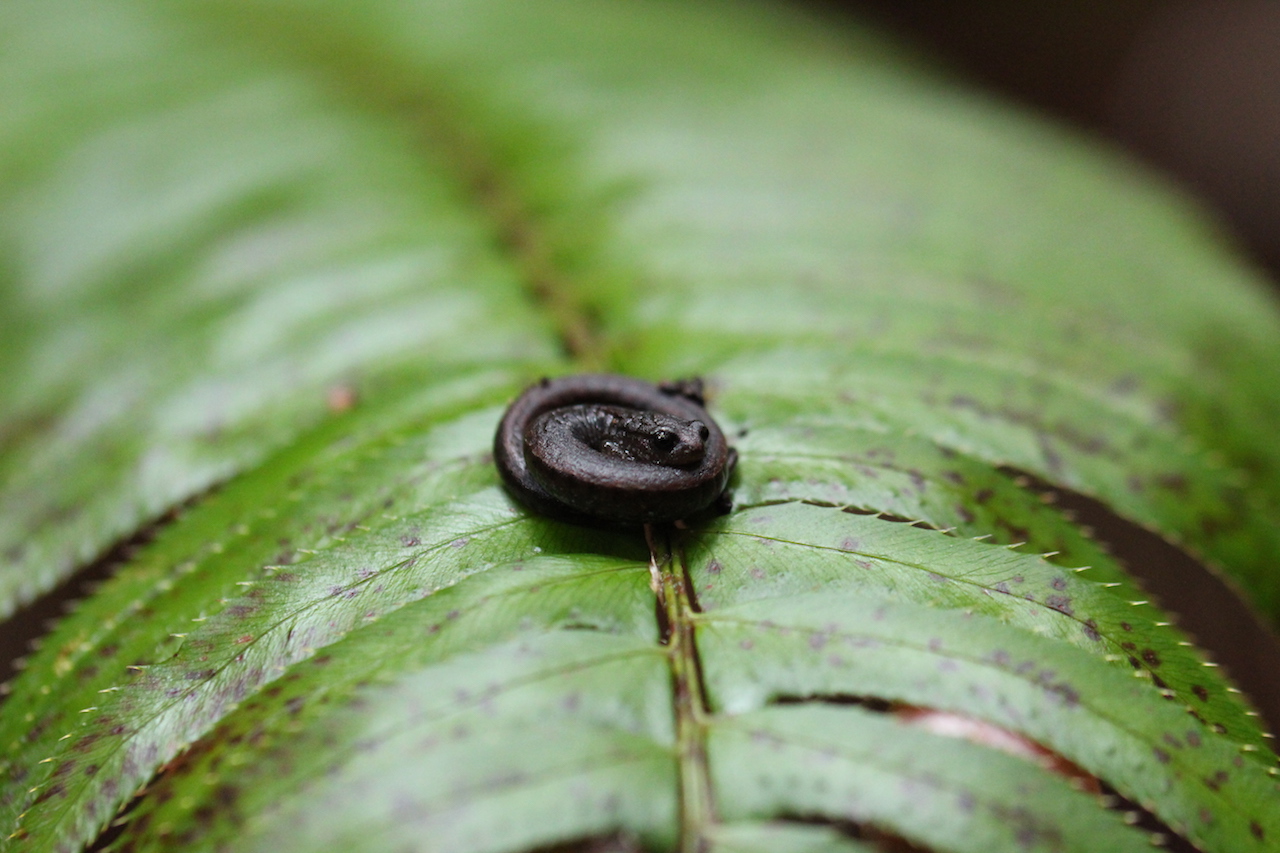 Slender Salamander