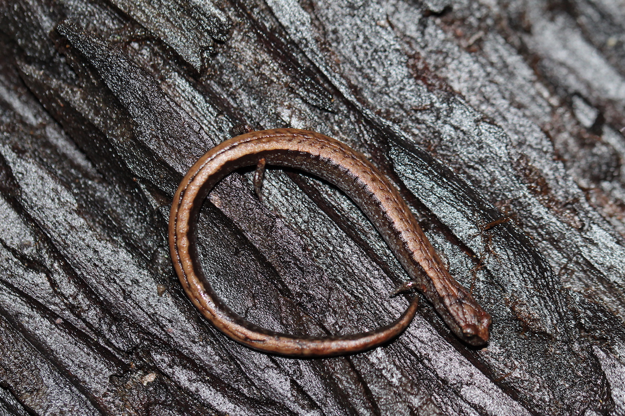 Slender Salamander