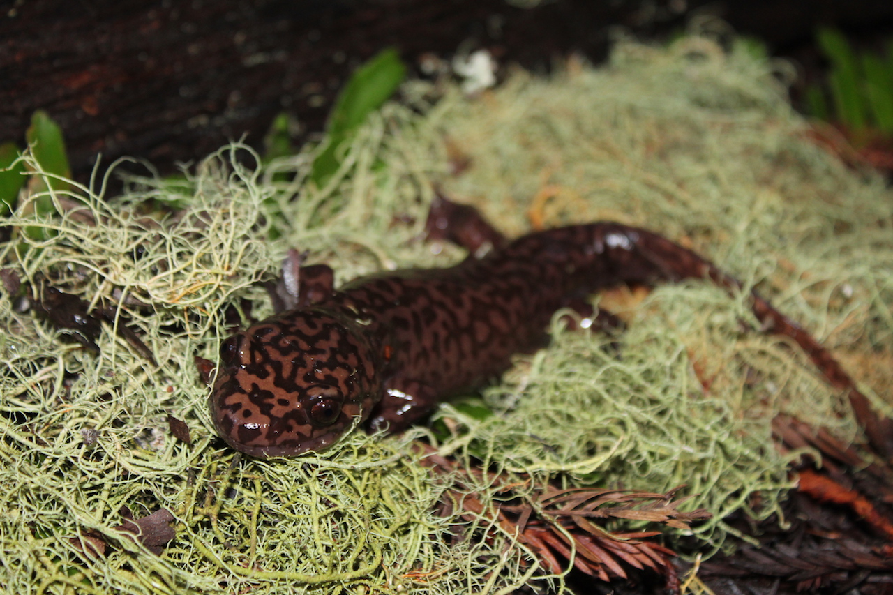 California Giant Salamander