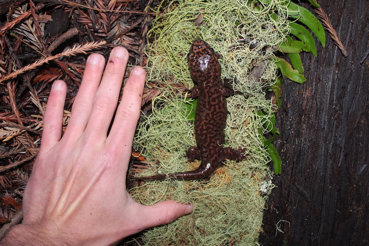 California Giant Salamander