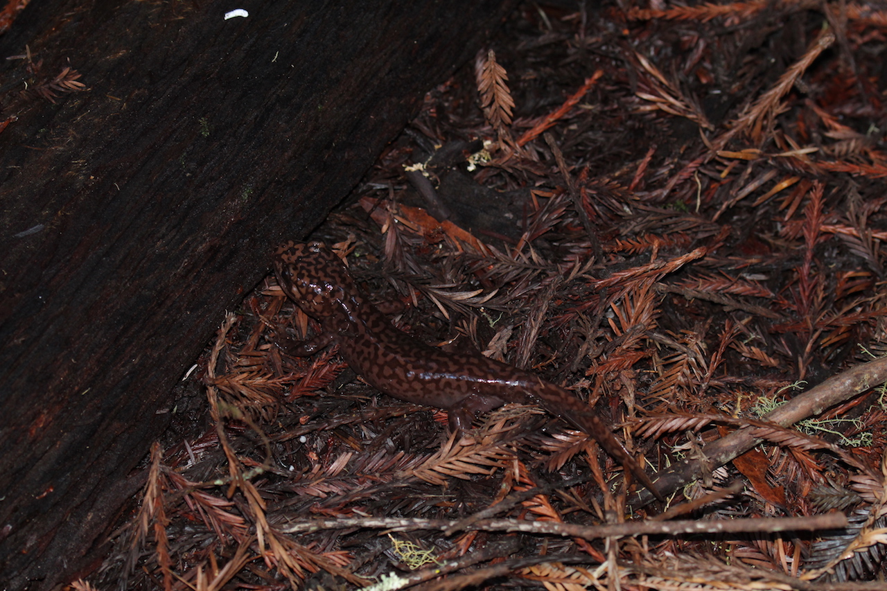 California Giant Salamander