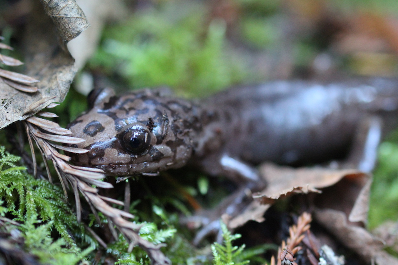 California Giant Salamander