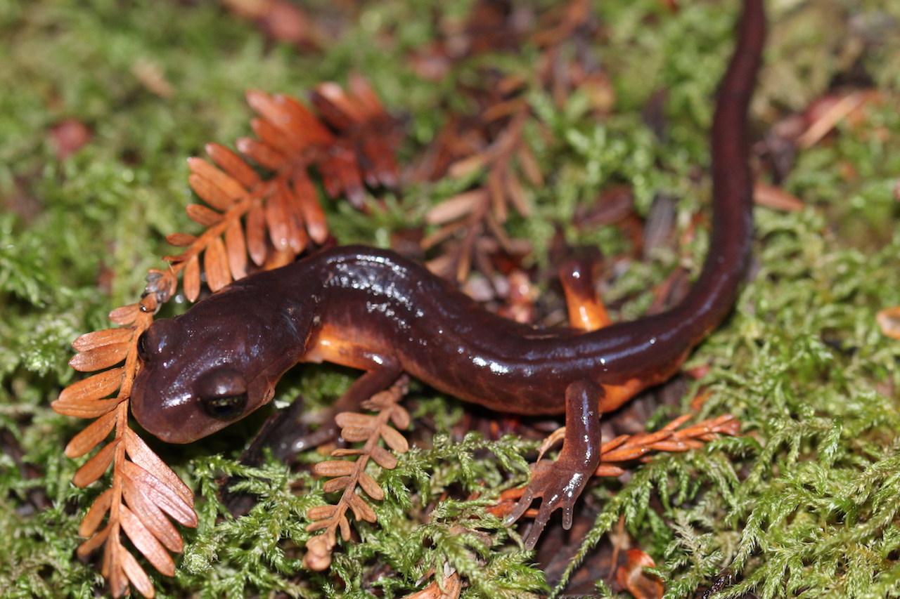 Oregon Ensatina