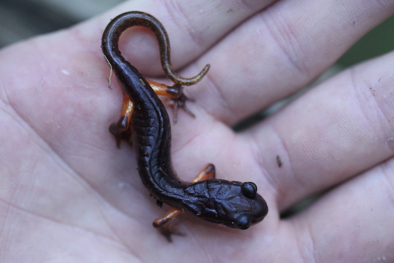 Oregon Ensatina