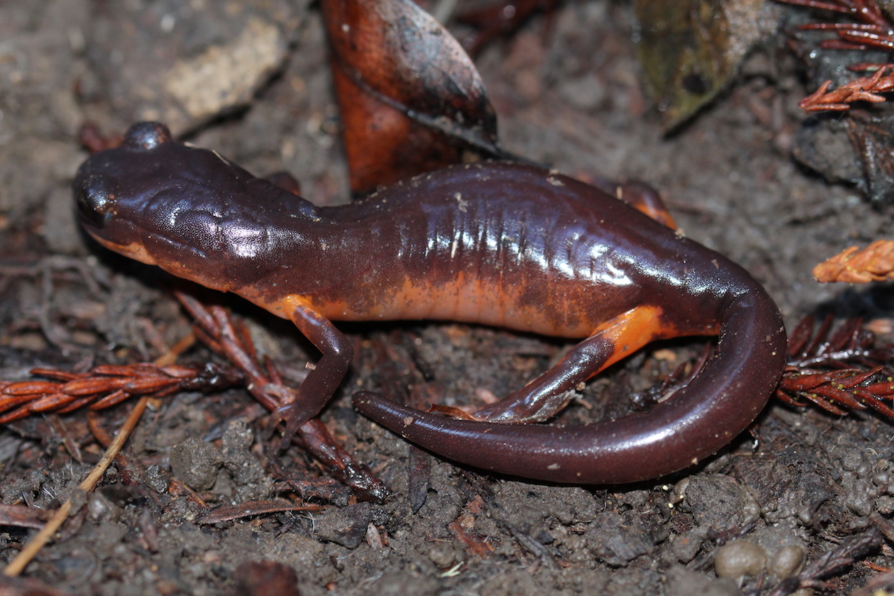 Oregon Ensatina