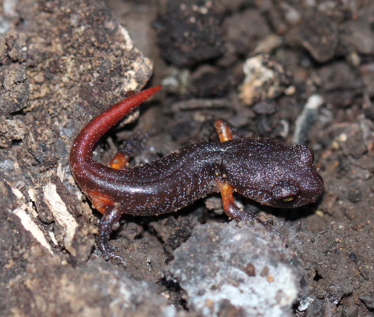 Oregon Ensatina