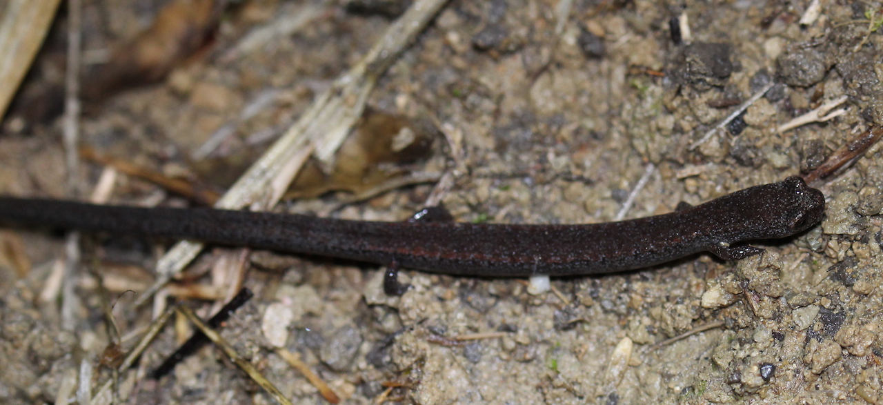 California Slender Salamander