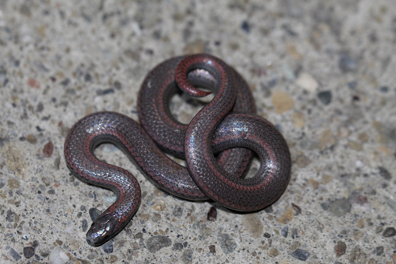 Common Sharp-tailed Snake