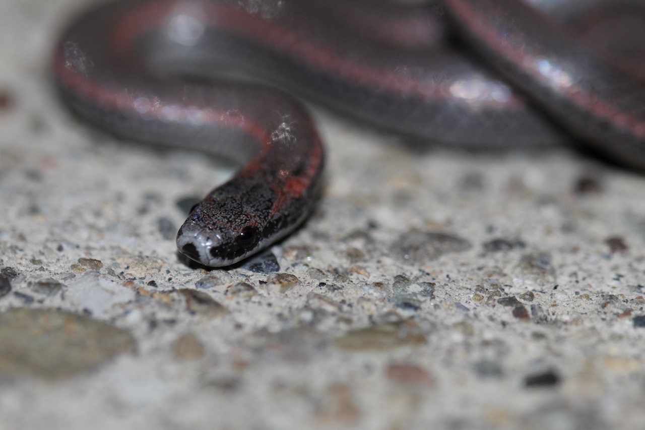 Common Sharp-tailed Snake