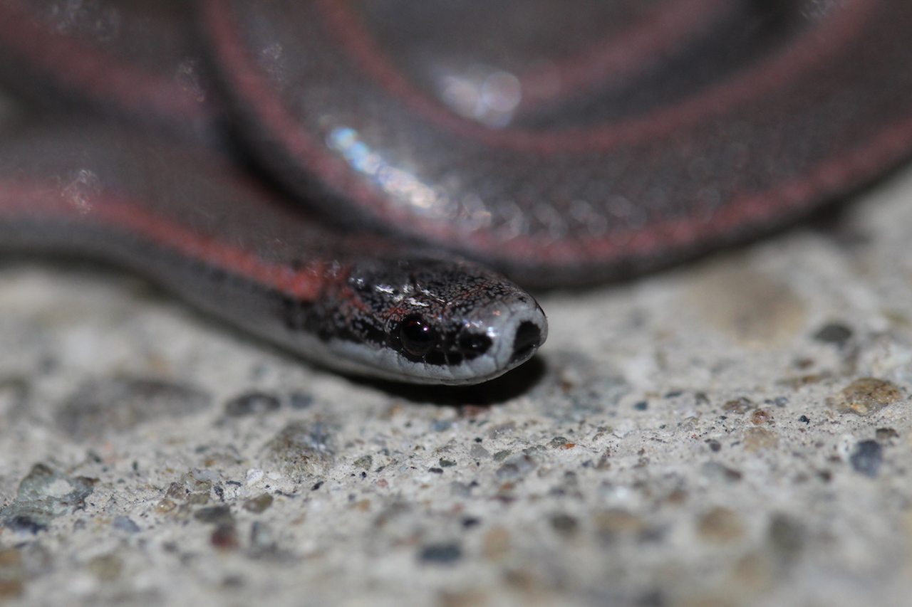 Common Sharp-tailed Snake