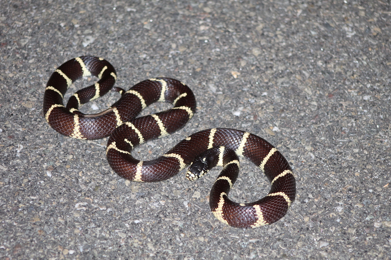 California Kingsnake