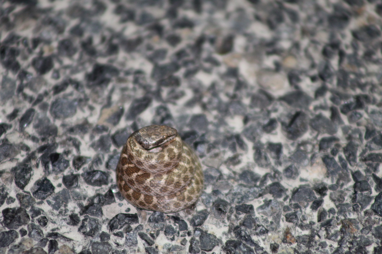 California Nightsnake in a tall ring