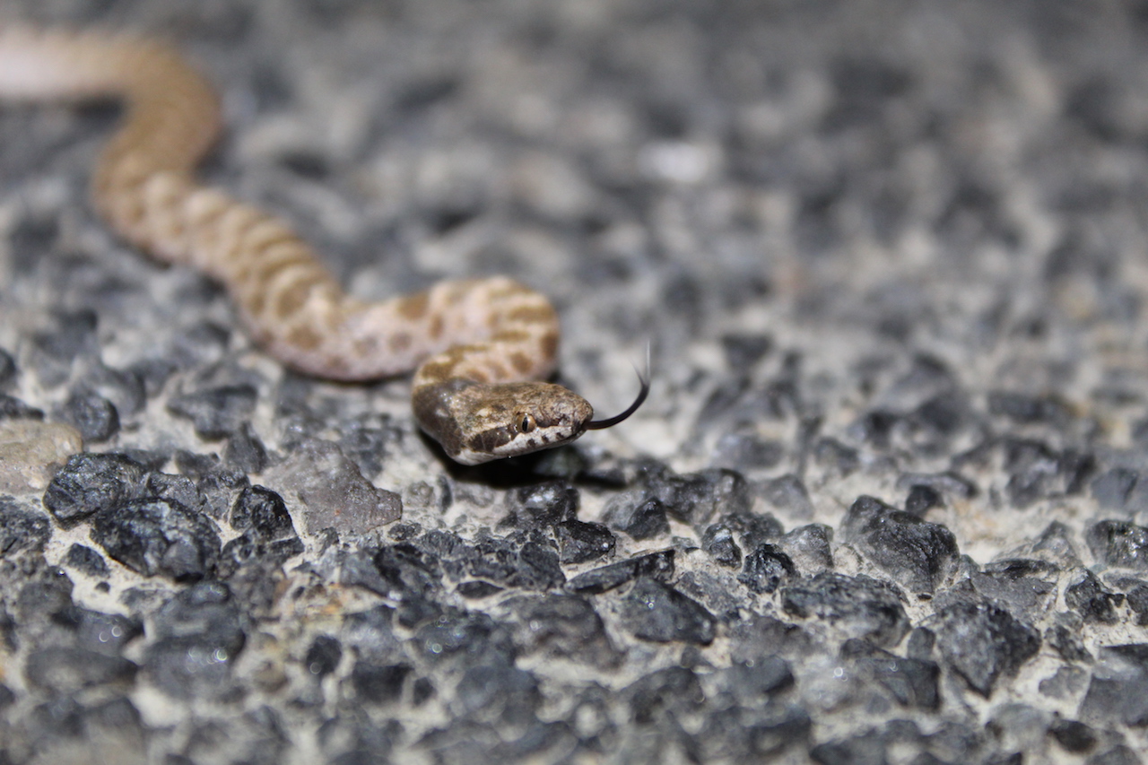 California Nightsnake headshot