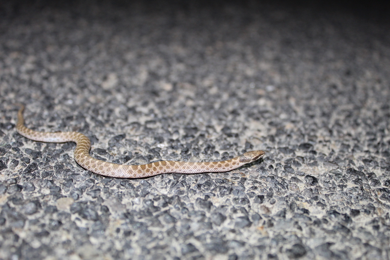 California Nightsnake