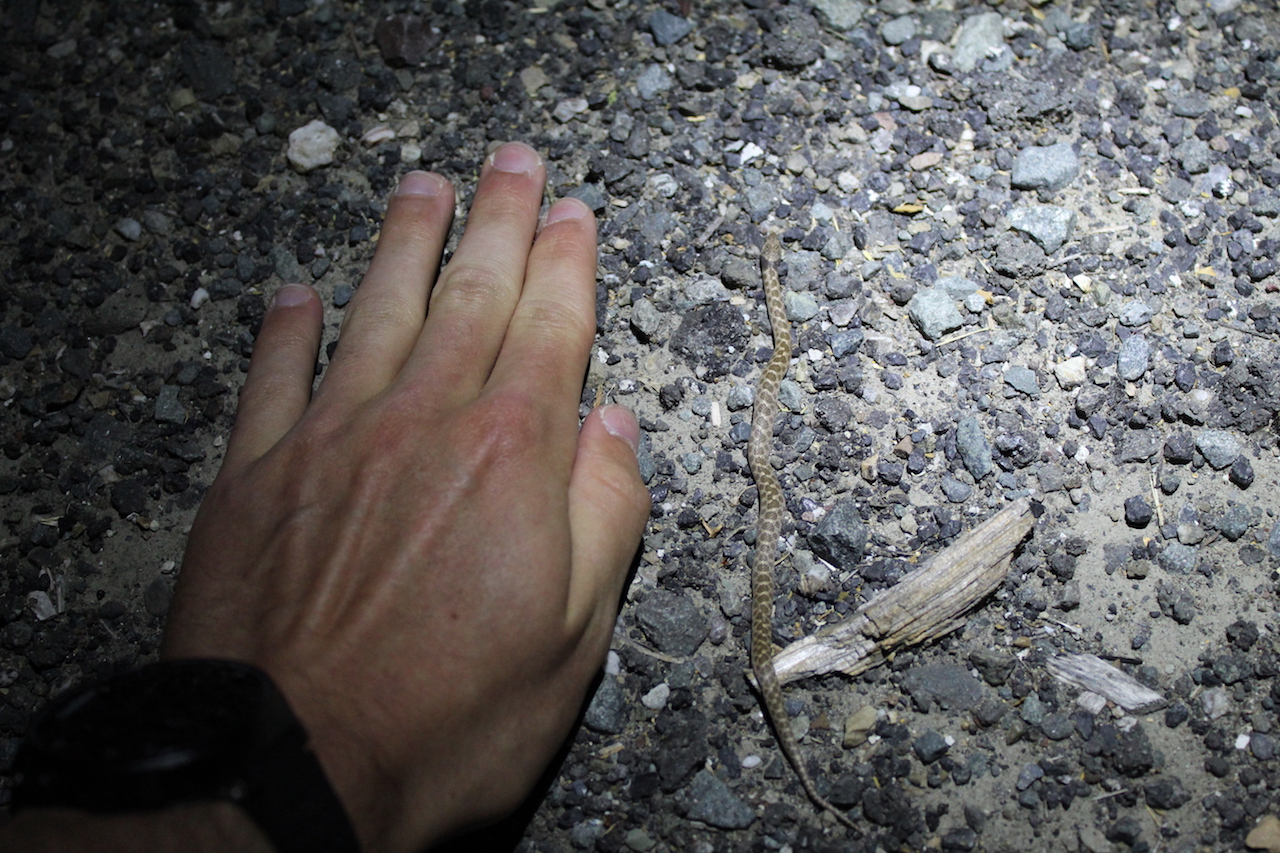 California Nightsnake hand scale