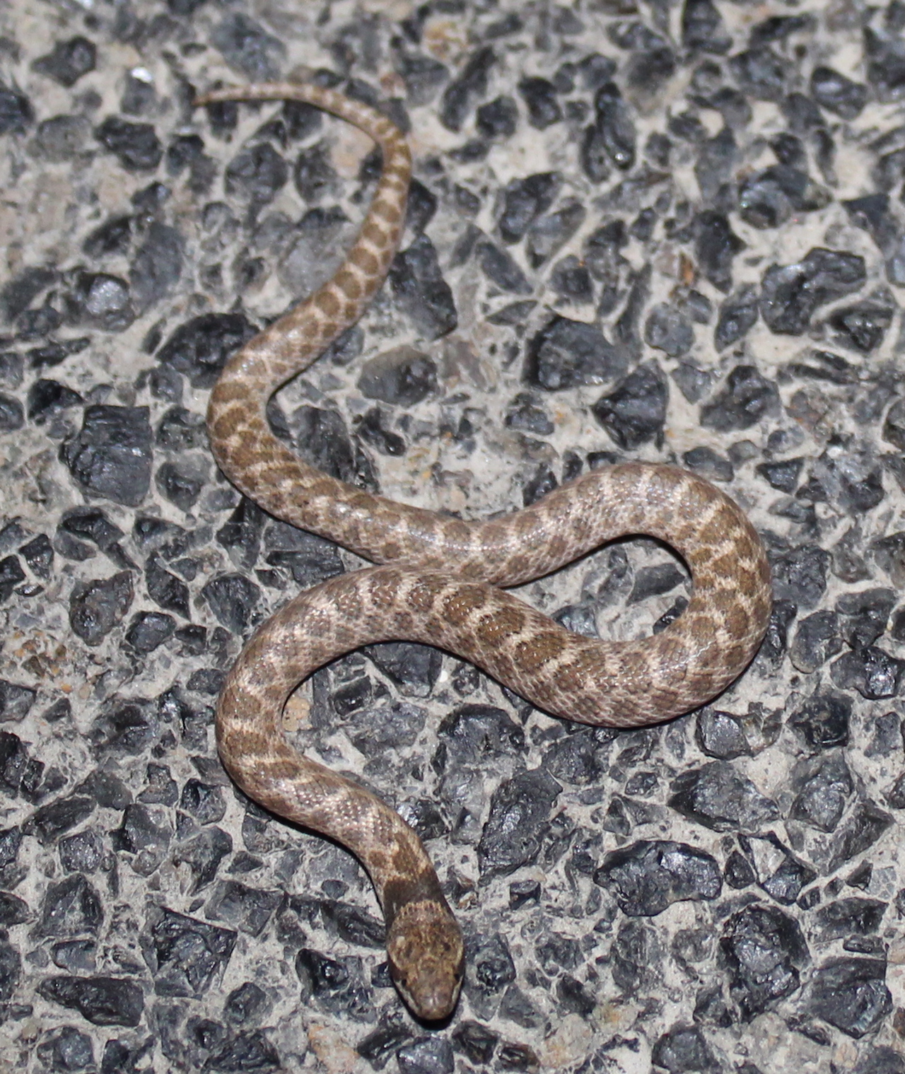 California Nightsnake