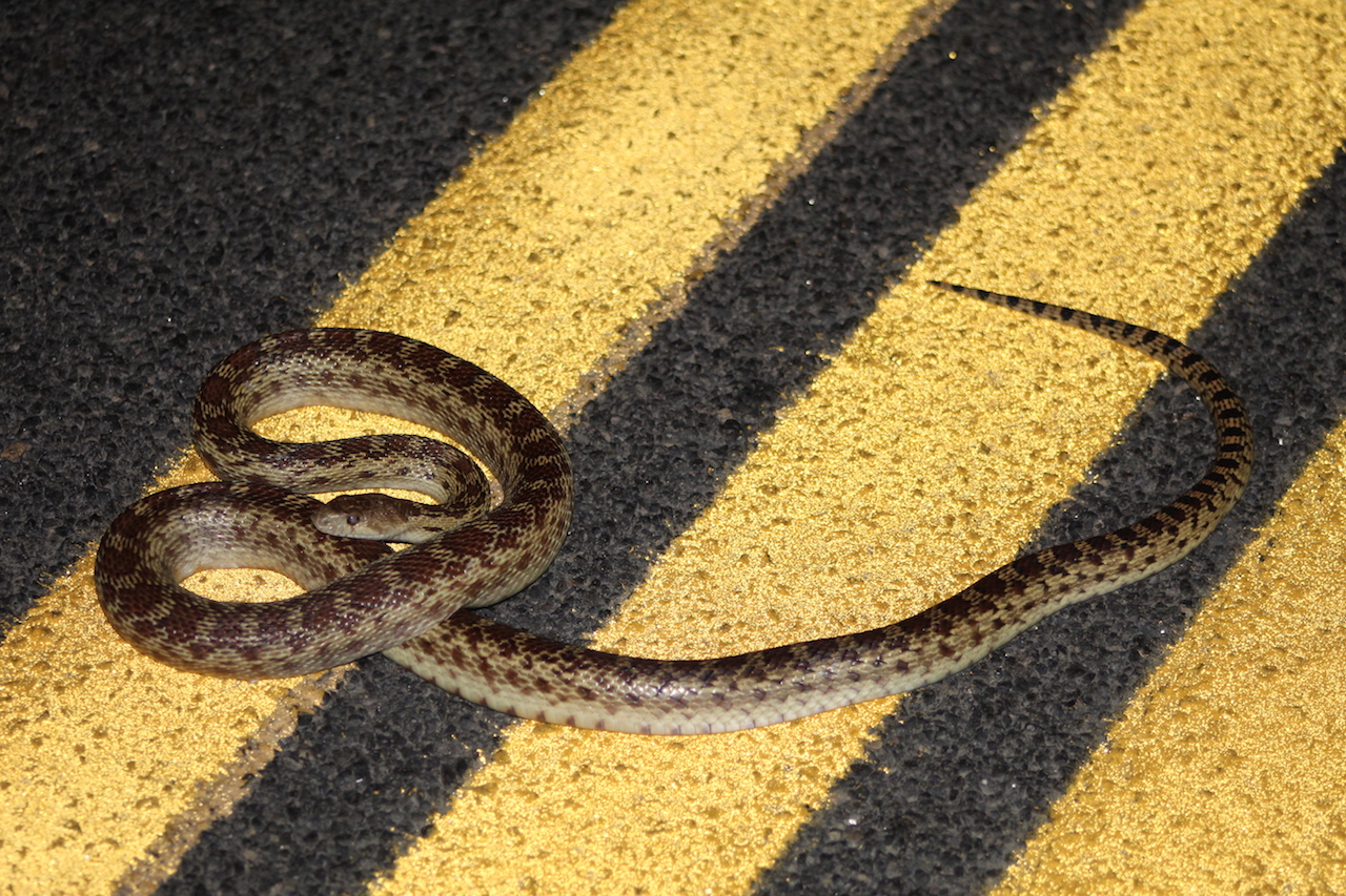 Northern Pacific Gophersnake