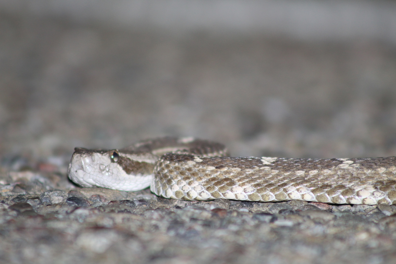 Northern Pacific Rattlesnake